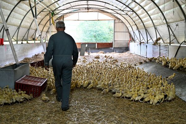 Photo d'illustration. Un élevage de canards pour faire du foie gras.