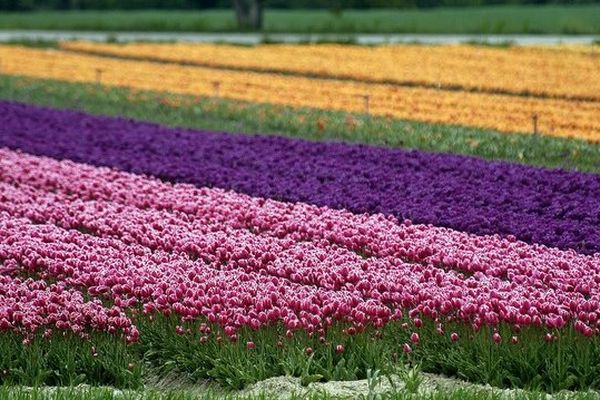 Point de vue image du monde, les tulipes annoncent elles le printemps ?