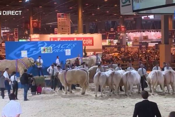 Présentation de vaches limousines au salon de l'agriculture ( photo d'illustration, mars 2010)