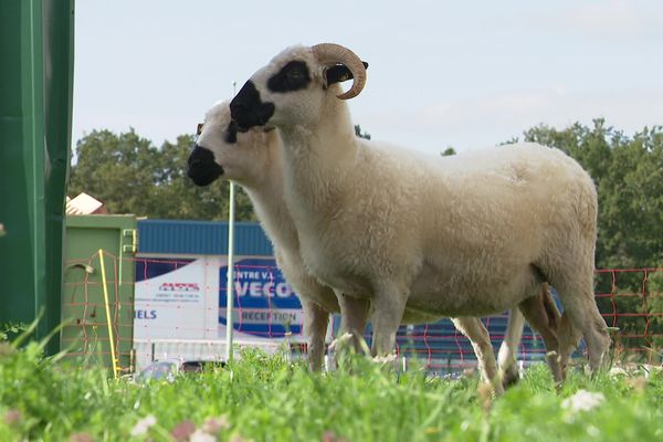 Les brebis broutent depuis quelques mois l'herbe d'une entreprise de Cosne-Cours-sur-Loire (Nièvre).