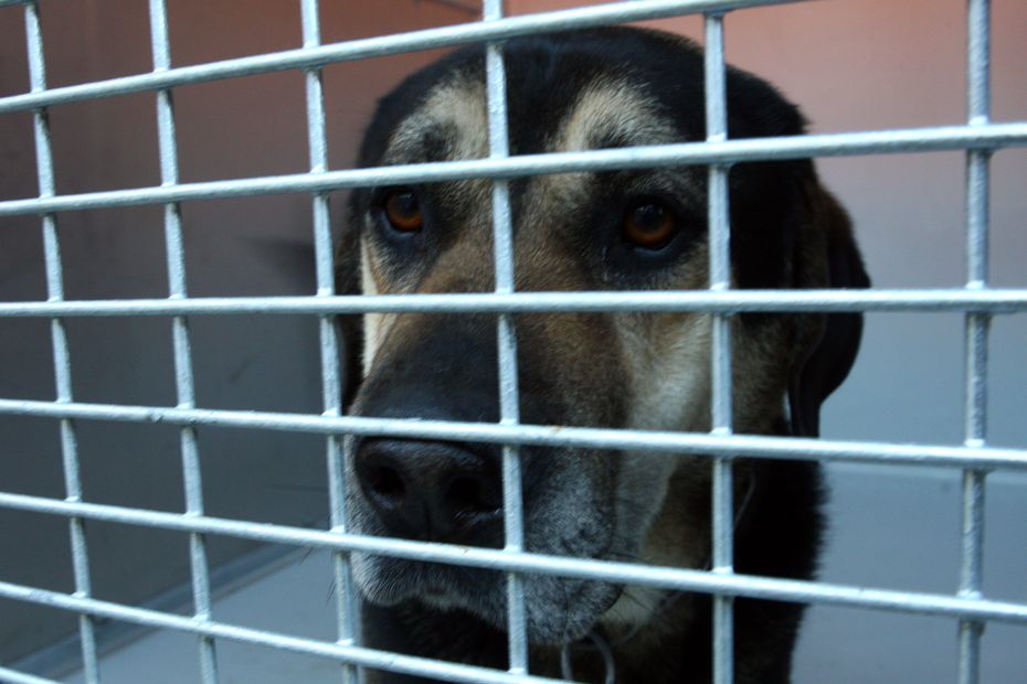 Ameliorer La Vie Des Animaux De Compagnie Les Propositions D Un Groupe De Deputes Preside Par Un Azureen