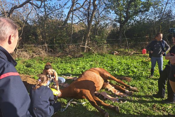 Un cheval tombé dans un fossé a été secourru par les pompiers de Haute-Garonne.