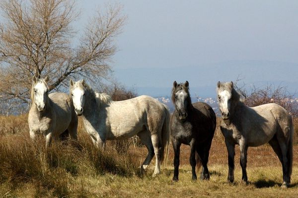 Chevaux de Camargue