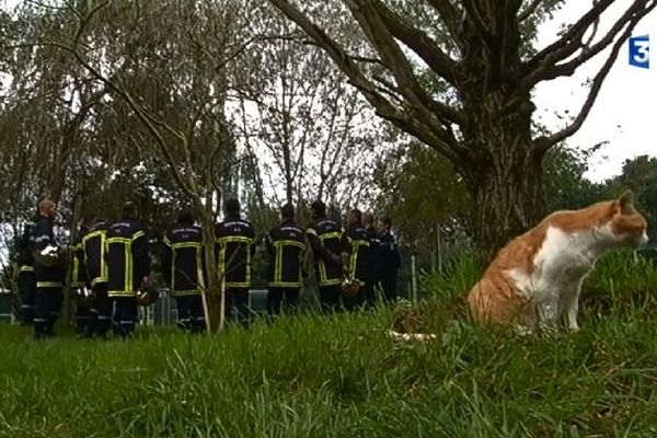 Le chat et les pompiers