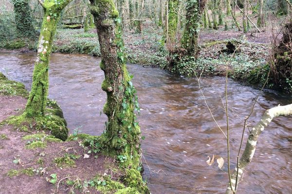 Brocéliande : la vallée de l'Aff