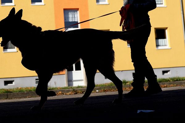 Deux chiens malinois ont mordu un enfant de trois ans ce vendredi à Rodilhan - 21 janvier 2022