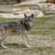 Un loup dans la réserve de La Barben à Salon-de-Provence.