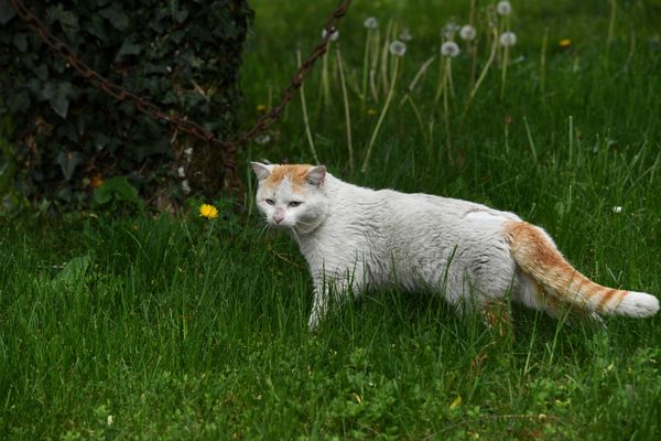 Un Seine-et-Marnais souhaite la création d'un Loto nationale pour venir en aide aux animaux errants, en manque de soins et de nourriture.