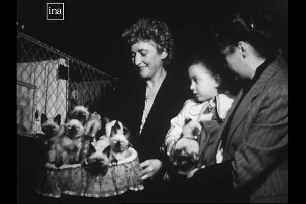 Exposition d'animaux à la salle Wagram à Paris en 1952.