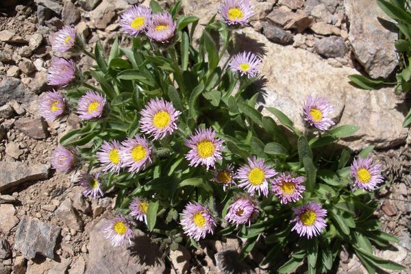 L'Erigeron Paolii, une des 132 espèces endémiques présentées dans L'Atlas biogéographique de la flore corse. 