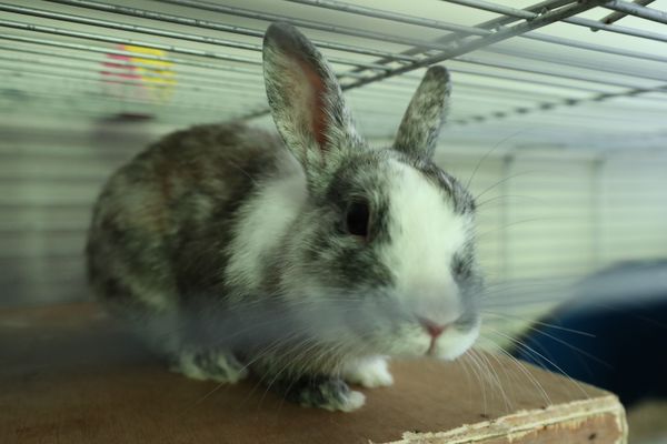 Le lapin est l'animal le plus abandonné en France.