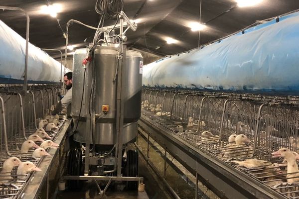 Après des mois au ralentis, l'activité de gavage reprend de nouveau dans cette ferme située au sud de Rennes.