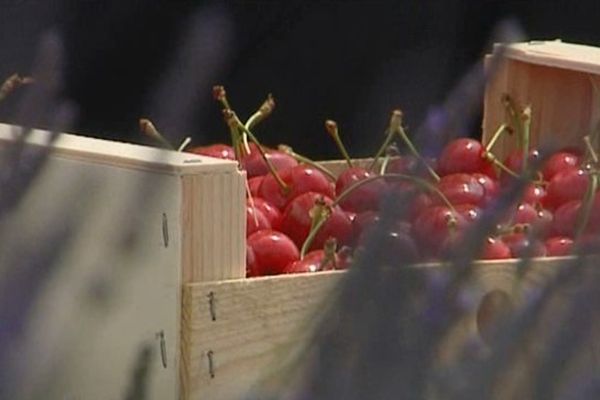 Les cerises auraient trois semaines de retard dans la Drôme cet été 2013. 