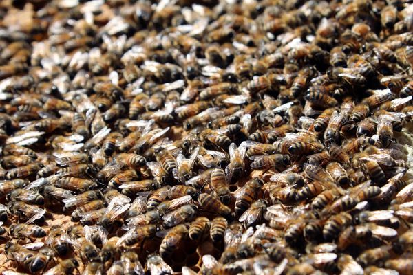 L'observatoire devrait permettre de mieux connaitre les causes de la forte mortalité des abeilles.