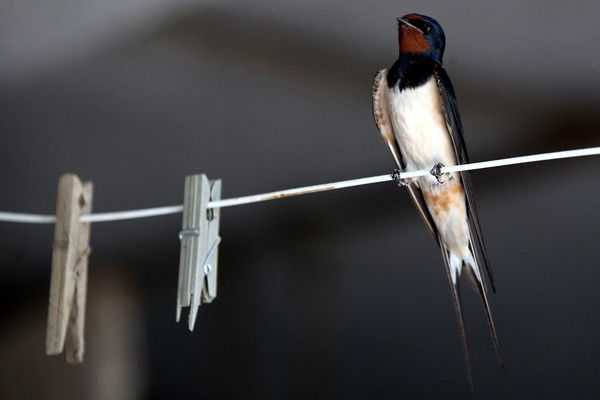 Une hirondelle fait le printemps