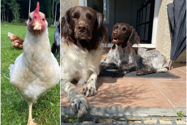 Les poules de l'organisatrice du salon, Mumu (la blanche), avec Kass en arrière-plan; et ses chiennes Malice et Pagaille.