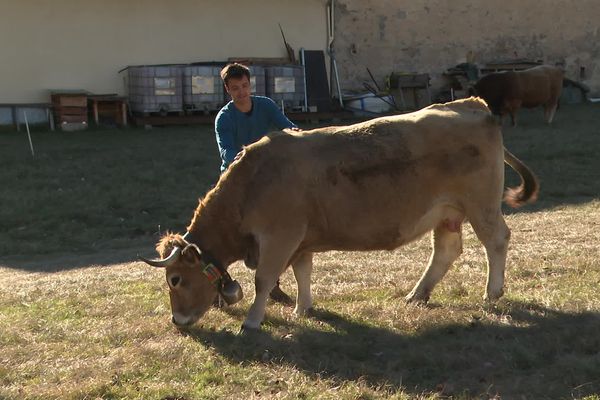 Benoît Viant élève pour leur viande une trentaine de vaches Aubrac sur les hauteurs de Guillaumes.