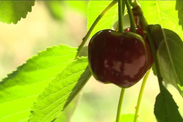 La Burlat est la première cerise récoltée dans les côteaux du Ventoux.