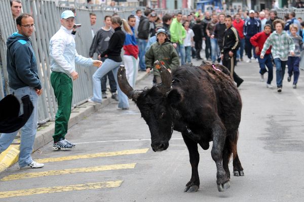 Des lâchers de taureaux de son prévus à l'occasion de la Fiesta Tolosa qui doit se tenir, à Toulouse, en juillet 2018.