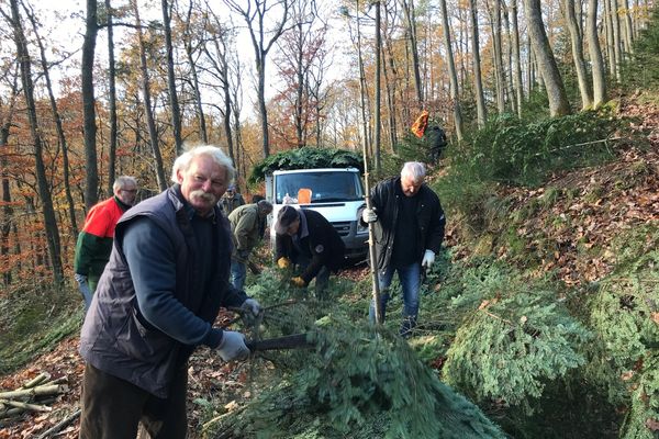 C'est dans cette sapinière que certains bénévoles récupèrent des branches de sapin pour décorer le village