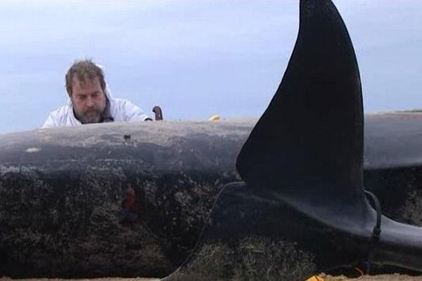 Les scientifiques ont prélevé les organes des cétacés à même la plage. 