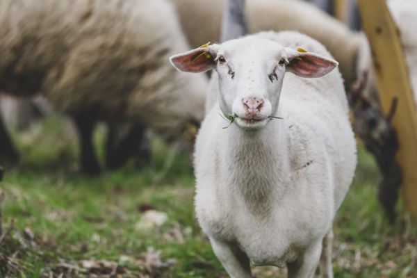 La fièvre catarrhale ovine de sérotype 3 est aux frontières de la France, elle est particulièrement mortelle pour les ovins mais elle touche aussi les bovins.