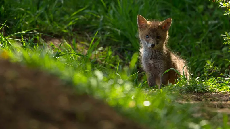 Deux-Sèvres : le renard roux dans le viseur