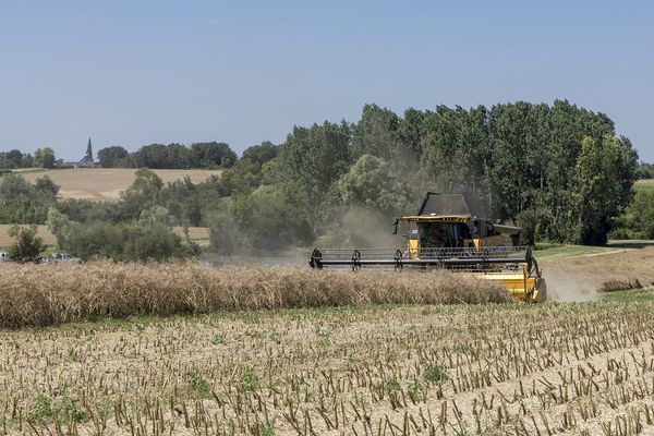 Les moissons, notamment pour le colza, s'annoncent très mal pour les céréaliers de notre région Photo Christian Wattier/MaxPPP