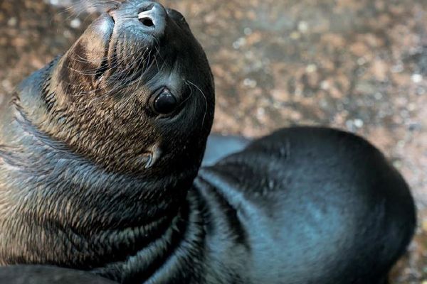 La petite otarie née au zoo de Mulhouse en juillet 2022