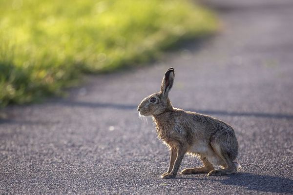 Le lièvre n'est chassé que quatre weekends par an dans le Doubs