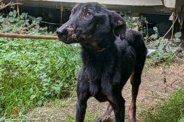 Un Beauceron sorti de son box, dans l'élevage de Bréhan, le 15 octobre 2024