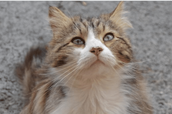 Chevelu, le chat errant de Draguignan, mort sous les coups