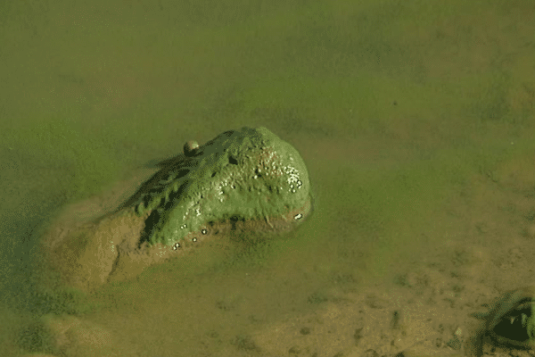 Les cyanobactéries ont envahi plusieurs lacs du Haut Béarn