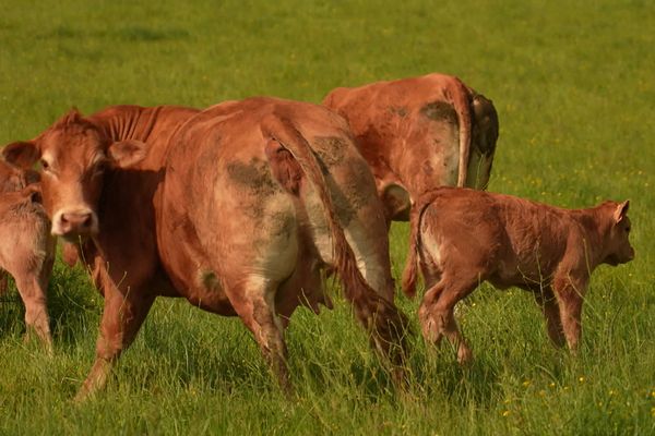 Les trois départements de l'ex-Limousin comptent plus d'un million de bovins dans les exploitations selon l'INSEE