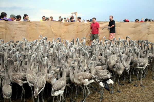 Aigues-Mortes (Gard) - L'opération de baguage des flamants roses ne prend que quelques minutes - 05.08.2020.