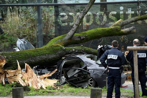 Un arbre déraciné par le vent jeudi 27 février s'est abattu sur un véhicule tuant son conducteur quai Branly à Paris.