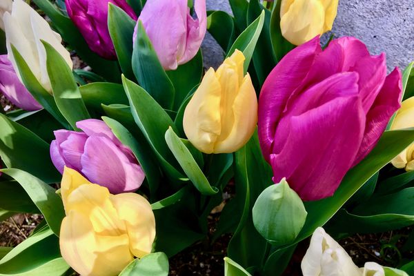 Les tulipes font leur apparition au jardin avec le printemps 