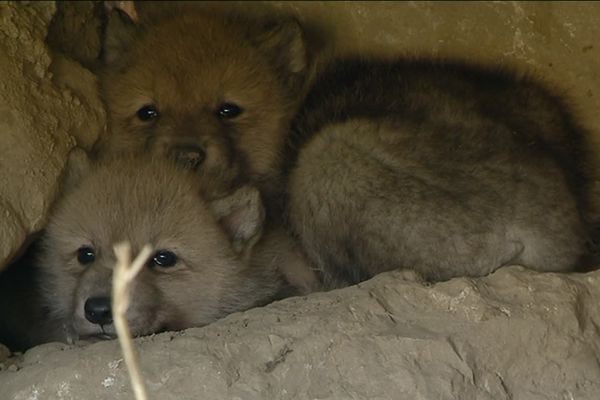 Video Naissance De Trois Loups Arctiques Au Parc Zoologique De Fitilieu En Isere