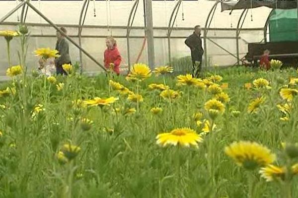 Plus d'une centaine de variétés de plantes et de fleurs sont produites dans les serres municipales de Cournon d'Auvergne (63)
