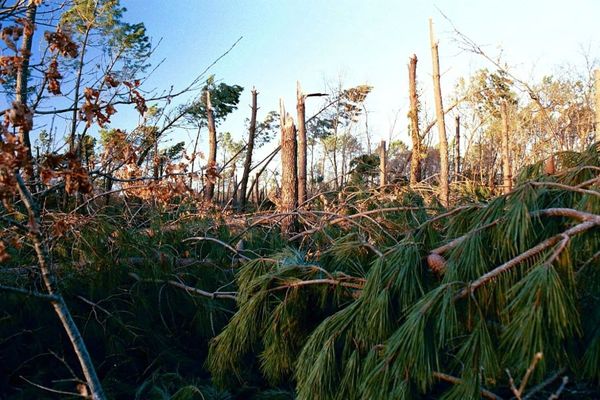 la forêt limousine a été dévastée près la tempête de 1999 (photo d'illustration)