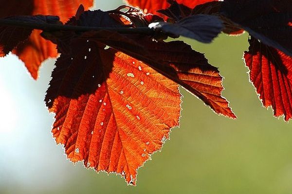 Les couleurs de l'automne vont bientôt faire leur apparition