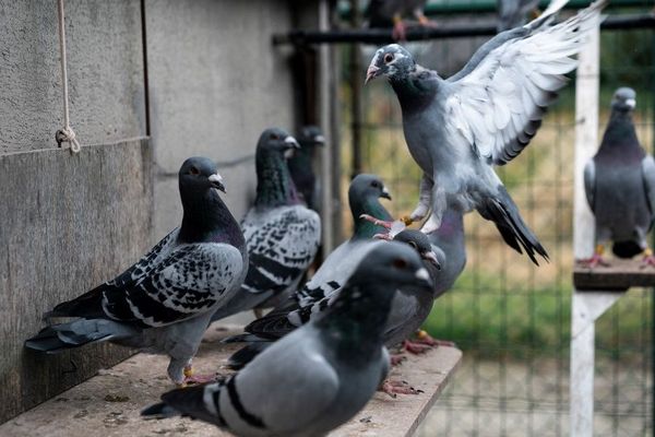 Armando est le pigeon voyageur le plus cher de l'histoire.