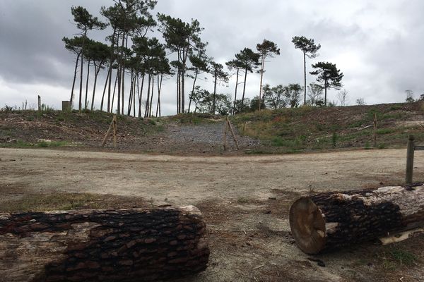 Un an après l'incendie de la forêt du Pignada, à Anglet, la zone tampon, c'est à dire entre la partie brûlée et la partie préservée des flammes, rouvre aux promeneurs. 