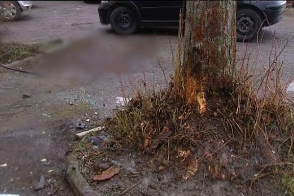 La violence du choc a profondément marqué l'arbre sur la trajectoire du véhicule, rue d'Uckange à Florange (Moselle), jeudi 4 février 2016 au matin.