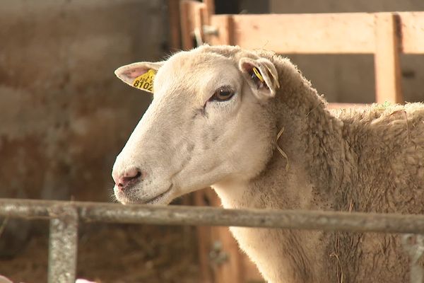 Une quinzaine de foyers de la fièvre catarrhale ovine se sont développés dans les Landes où l'épidémie fait rage, faute de vaccins. Les éleveurs se regroupent en collectif pour réclamer de l'aide.