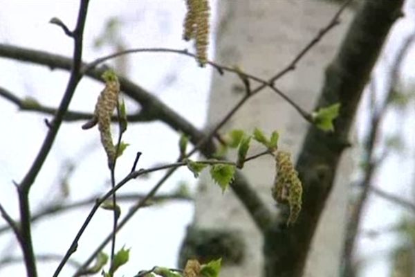 Le bouleau est le principal responsable des allergies en Poitou-Charentes en cette saison.