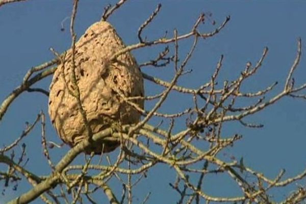 C'est le premier nid de frelons asiatiques repéré dans le Calvados. Il est localisé dans la commune d'Amblie, au nord de Caen.