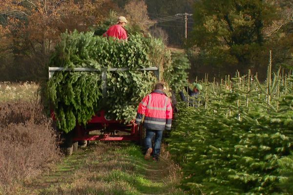 La société de Nicolas Junique produit 10 000 sapins par an, dont 90 % sont vendus en direct et aux particuliers