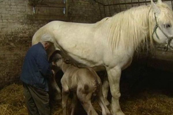 Emile Degardin et ses chevaux