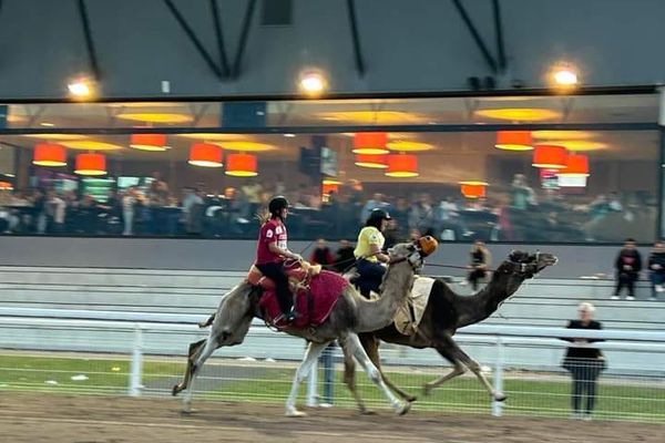 Une des deux courses de dromadaires sur quelques centaines de mètres à l'hippodrome de Reims (Marne).